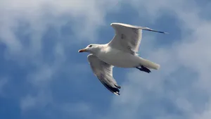 飞翔的海鸥图片大全_5