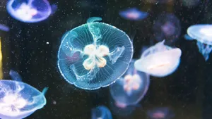 水母图片大全大图_2