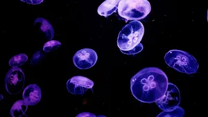 水母图片大全大图_3