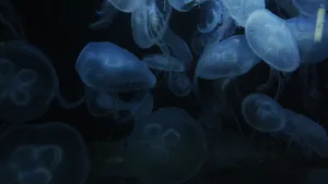 水母图片大全大图_7