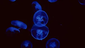 水母图片大全大图_10