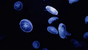 水母图片大全大图_11