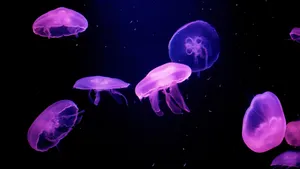 水母图片大全大图_13