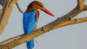 高清翠鸟图片大图_7