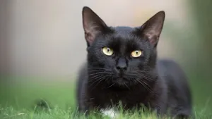 黑猫图片大全大图
