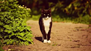 黑猫图片大全大图_2