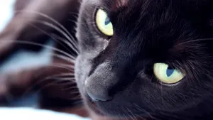 黑猫图片大全大图_5