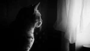 黑猫图片大全大图_6