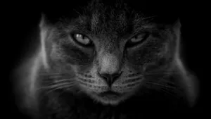 黑猫图片大全大图_8