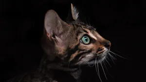 黑猫图片大全大图_9
