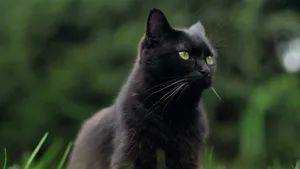 黑猫图片大全大图_11