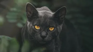 黑猫图片大全大图_12