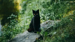 黑猫图片大全大图_13