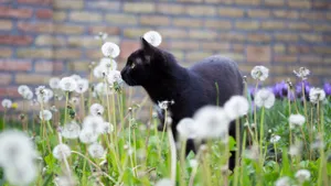 黑猫图片大全大图_14