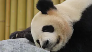可爱大熊猫图片高清_3