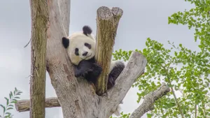 可爱大熊猫图片高清_5
