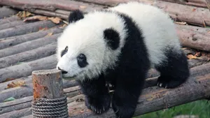 可爱大熊猫图片高清_6
