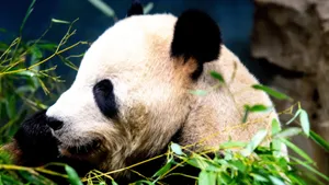 可爱大熊猫图片高清_7