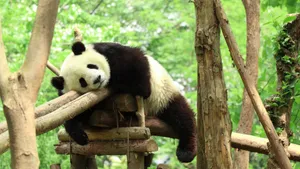 可爱大熊猫图片高清_9