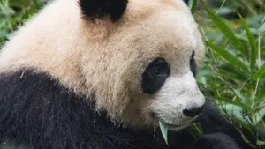 可爱大熊猫图片高清_10