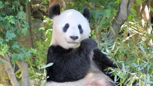 可爱大熊猫图片高清_11