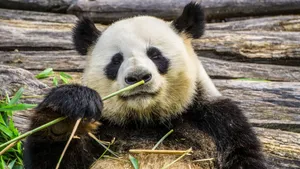 可爱大熊猫图片高清_13