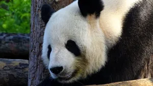 可爱大熊猫图片高清_14