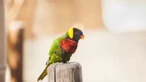 彩虹鹦鹉图片_4