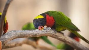 彩虹鹦鹉图片_7
