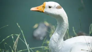 家鹅图片大全_9