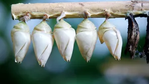 蝴蝶茧图片大全_2