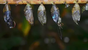 蝴蝶茧图片大全_7