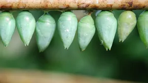 蝴蝶茧图片大全_8