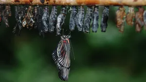 蝴蝶茧图片大全_10