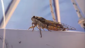 夏日的蝉图片_3