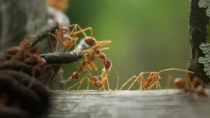 辛勤的蚂蚁图片_2