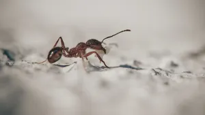 辛勤的蚂蚁图片_6