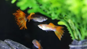热带观赏鱼图片大全_5