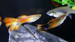 热带观赏鱼图片大全_6