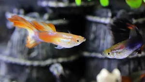 热带观赏鱼图片大全_8