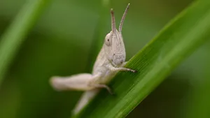 昆虫蚱蜢图片_6