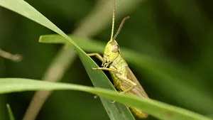 昆虫蚱蜢图片_7