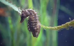 海马图片大全_2