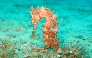 海马图片大全_3