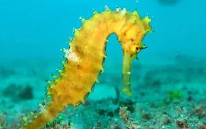 海马图片大全_4