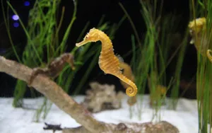 海马图片大全_5