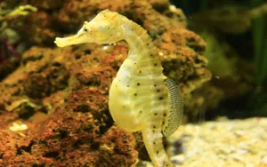 海马图片大全_6