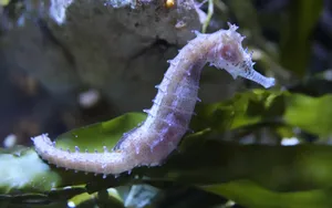 海马图片大全_7