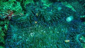 海底珊瑚图片大全_3