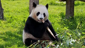 国宝大熊猫图片大全_2